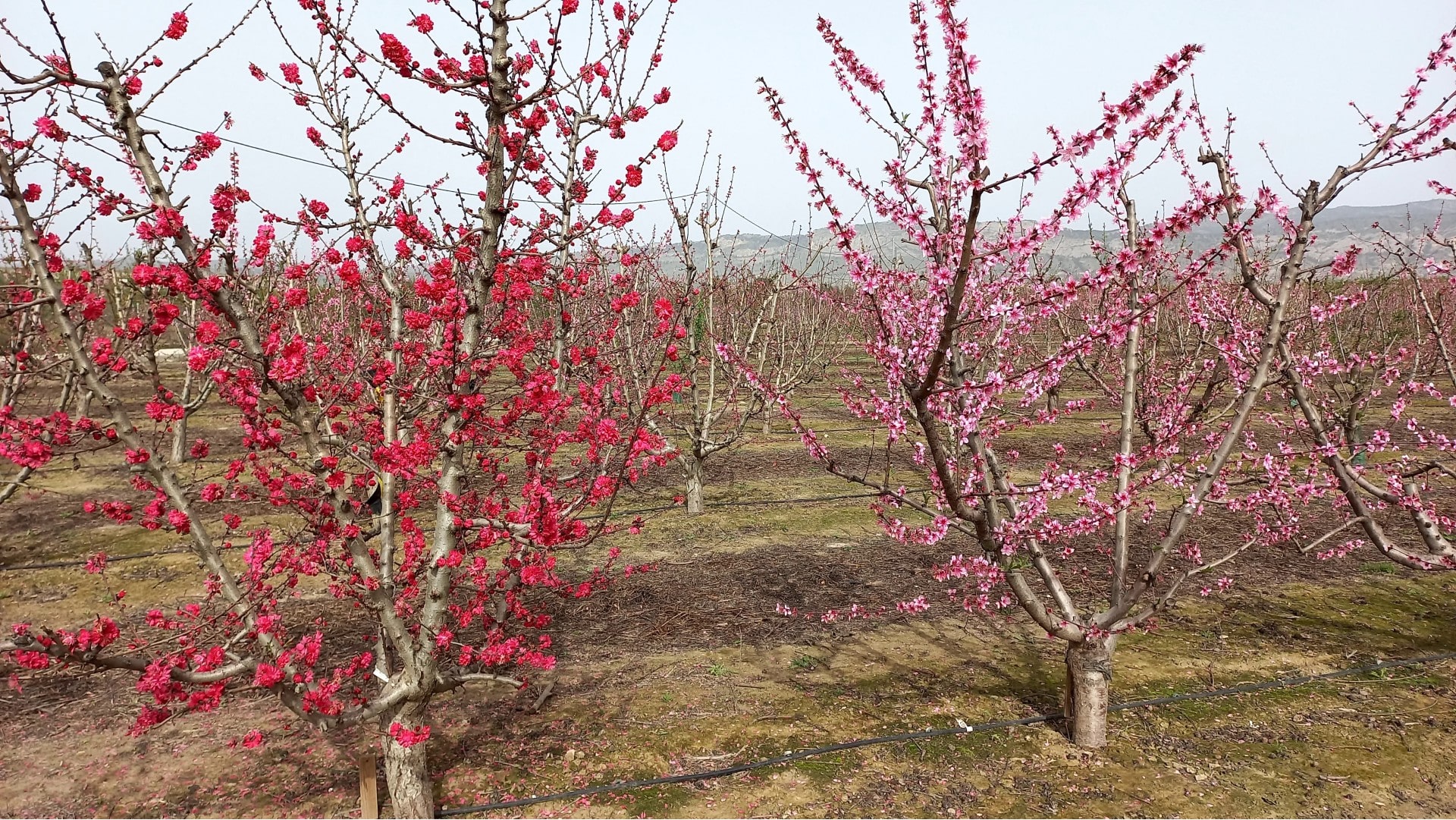Jornada: Desarrollos de Nuevos Alimentos Funcionales y Mejora de la Seguridad en el Sector Agroalimentario